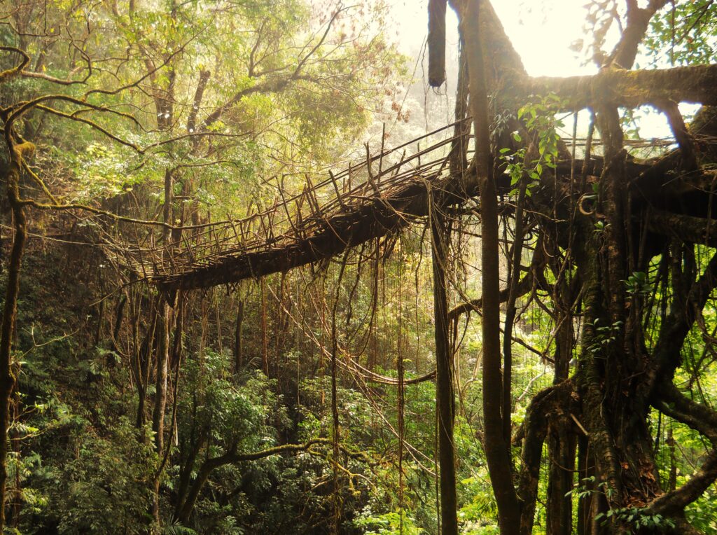 Rangthylliang Root Bridge Forest Escape Rangthylliang Root Bridge elevated living roots across forest pathway beneath sunlight