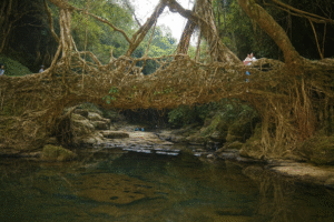 Riwai Root Bridge riwai root bridge