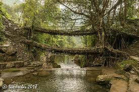 Laitkynsew Root Bridge laitkynsew root bridge