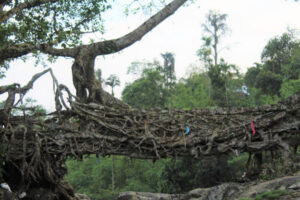 Nongbareh Root Bridge nongbareh root bridge