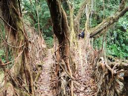 Padu Root Bridge padu living root bridges in meghalaya