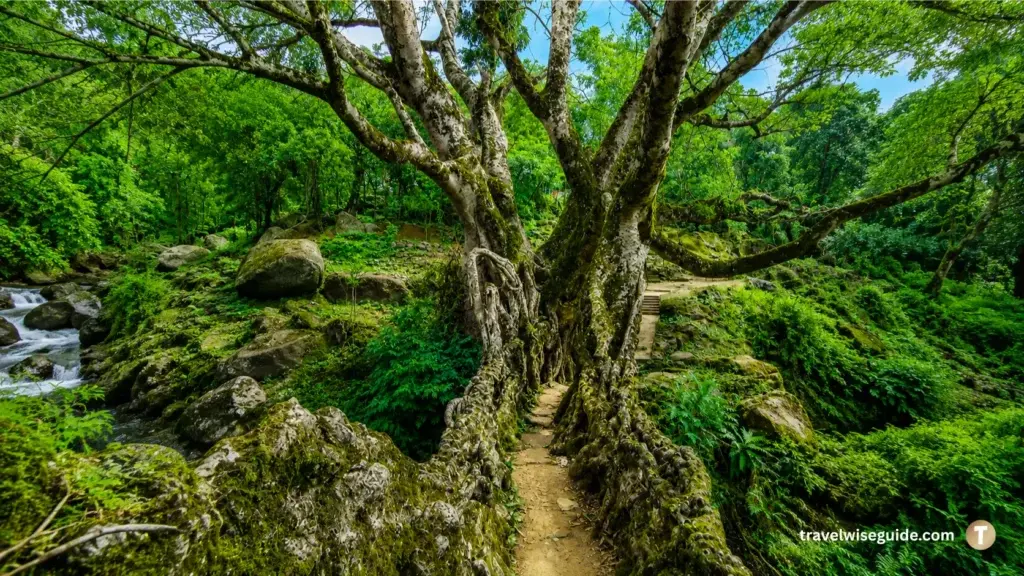 Nongbareh Root Bridge Hidden Forest Marvel Nongbareh Root Bridge beneath sprawling tree beside lush forest stream pathway