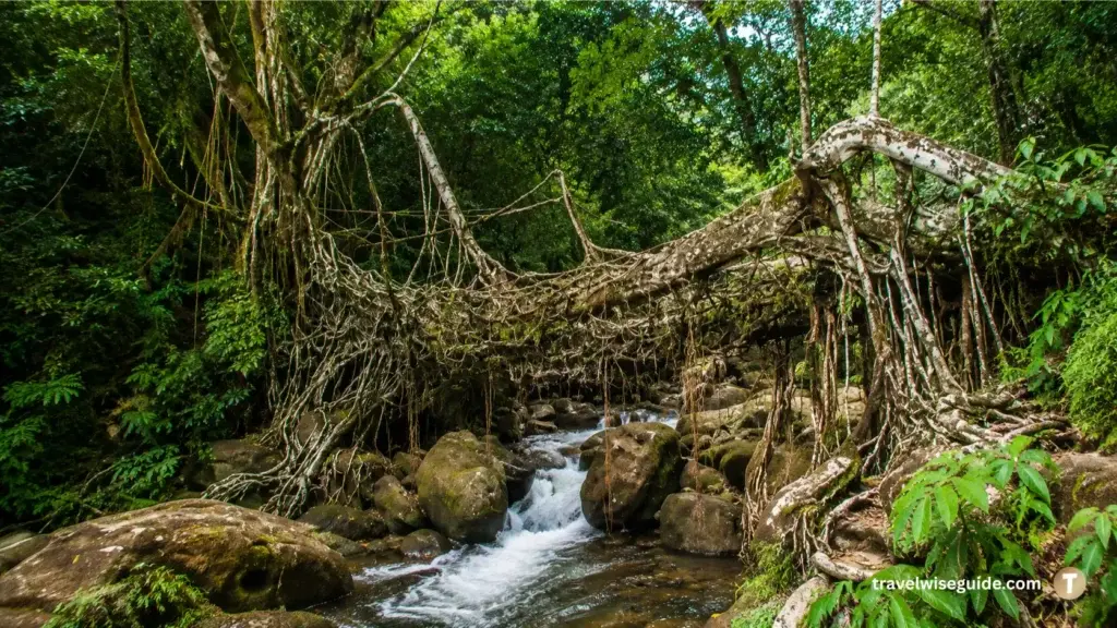 Laitkynsew Root Bridge Forest Masterpiece Laitkynsew Root Bridge above rocky stream amid dense tropical forest vegetation