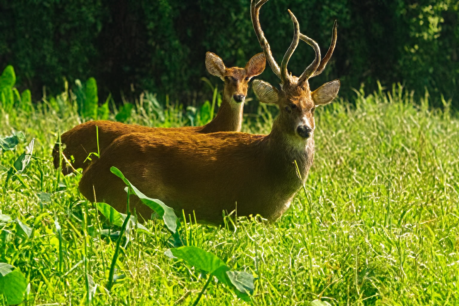 Sangai Deer – The Dancing Jewel of Loktak Lake, Manipur Sangai deer grazing on floating meadows at Keibul Lamjao National Park, Loktak Lake Manipur