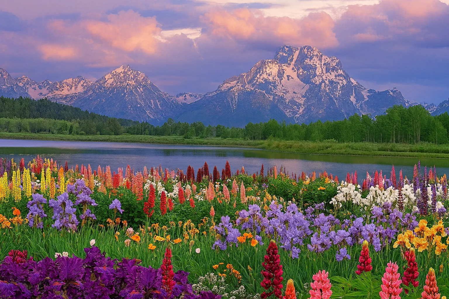 mountain flowers compressed mountain flowers compressed