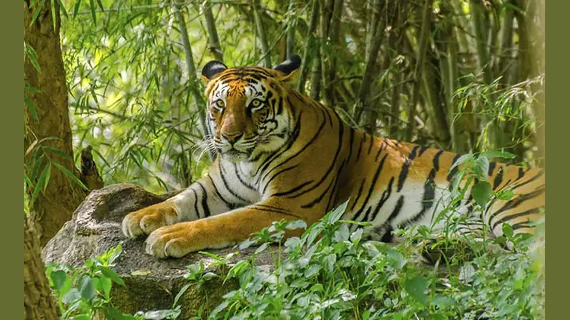 Bengal tiger at Bandhavgarh Tiger Reserve Bengal tiger resting on a rock amid dense green foliage at Bandhavgarh Tiger Reserve, Madhya Pradesh.